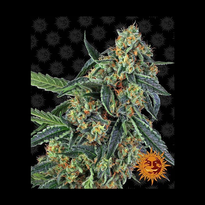 Φωτογραφία προϊόντος: COOKIES KUSH Θηλυκοποιημένοι Σπόροι – Barney’s Farm