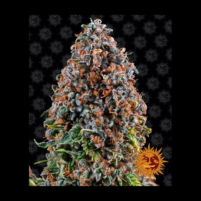 Φωτογραφία προϊόντος: CRITICAL KUSH ΘΗΛΥΚΟΠΟΙΗΜΕΝΟΙ ΣΠΟΡΟΙ – Barney’s Farm