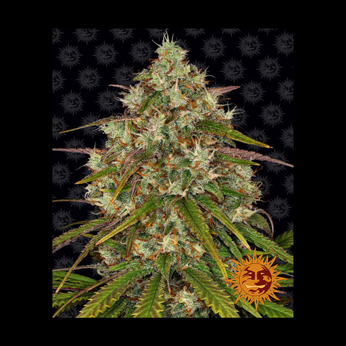 Φωτογραφία προϊόντος: LIBERTY HAZE ΘΗΛΥΚΟΠΟΙΗΜΕΝΟΙ ΣΠΟΡΟΙ – Barney’s Farm