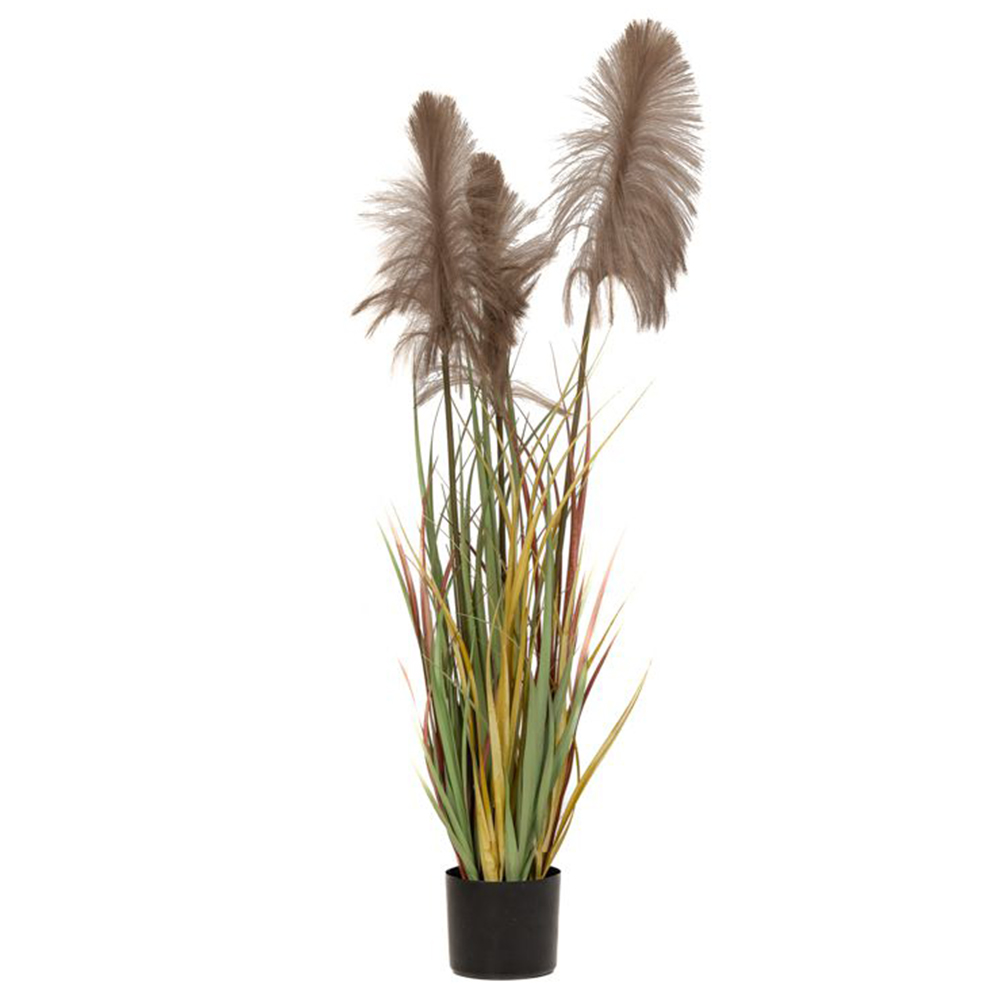 Φωτογραφία προϊόντος: Iliadis Φυτο Καφέ Pampas Grass Χ3 Φ15x125εκ σε Μαύρη Πλαστική Γλαστρα (MPN 85070)