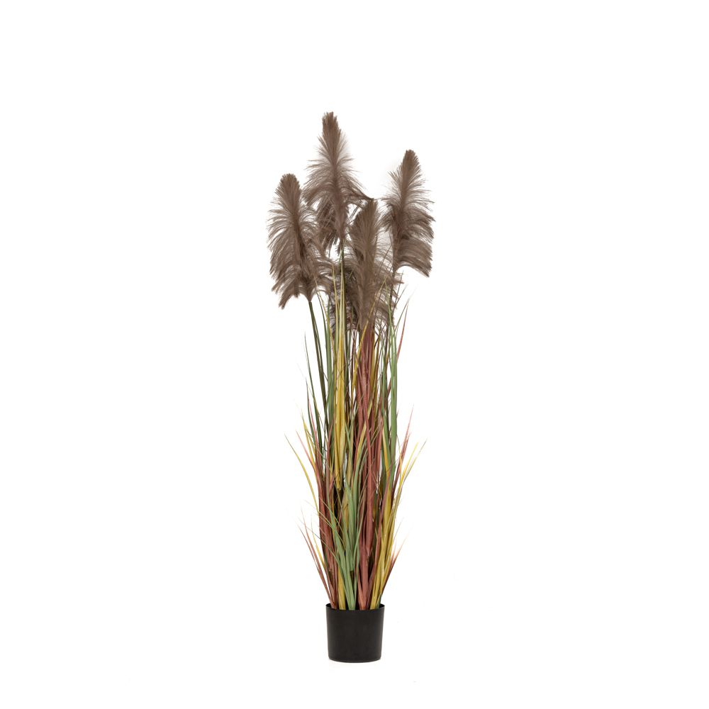 Φωτογραφία προϊόντος: Iliadis Φυτο Καφε Pampas Grass Χ3 Φ20Χ180Εκ Σε Μαυρη Πλαστικη Γλαστρα