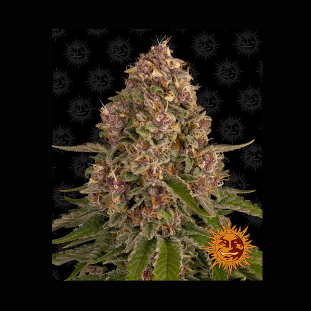 Φωτογραφία προϊόντος: Pink Kush Θηλυκοποιημένοι Σπόροι - Barney's Farm