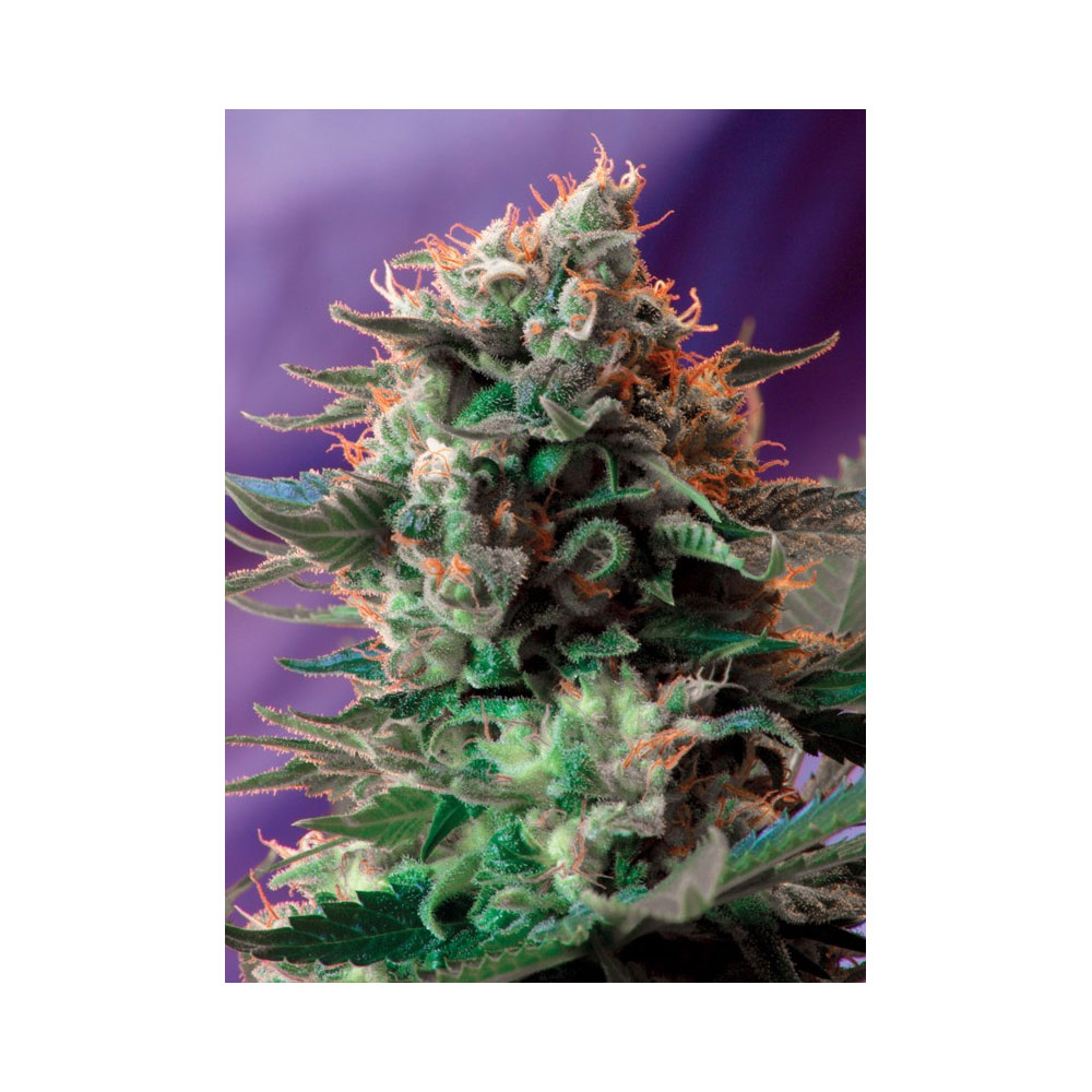 Φωτογραφία προϊόντος: JACK 47 FEM 3+1 SEEDS – SWEET SEEDS