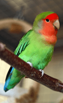 Φωτογραφία προϊόντος: Love birds peach faced Ζώα