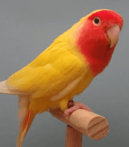 Φωτογραφία προϊόντος: Love birds peach faced λουτίνο (Μικρά Παπαγαλάκια)