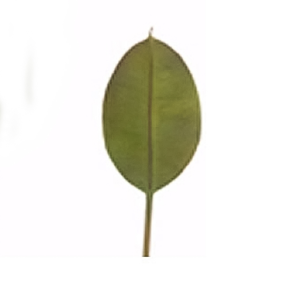 Φωτογραφία προϊόντος: Φύλλο φίκου (elastica) Zaros 05016 MG514