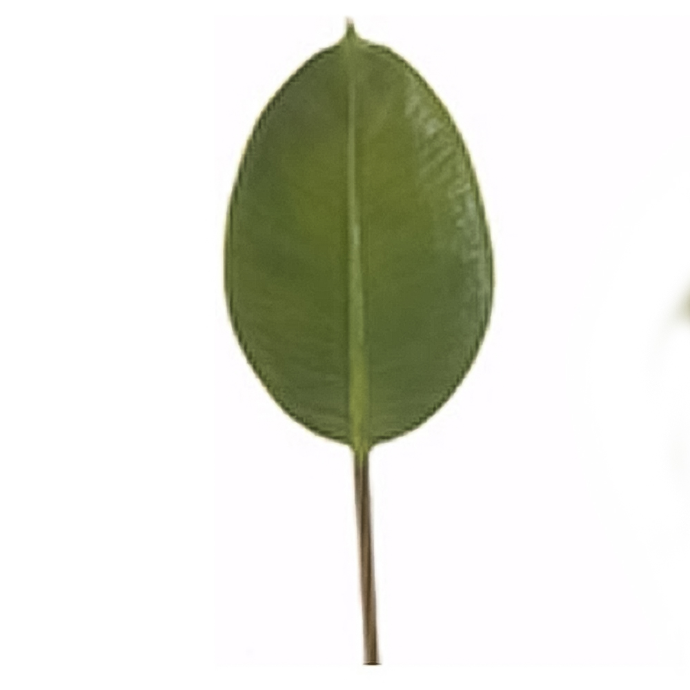 Φωτογραφία προϊόντος: Φύλλο φίκου (elastica) Zaros 05015 MG513