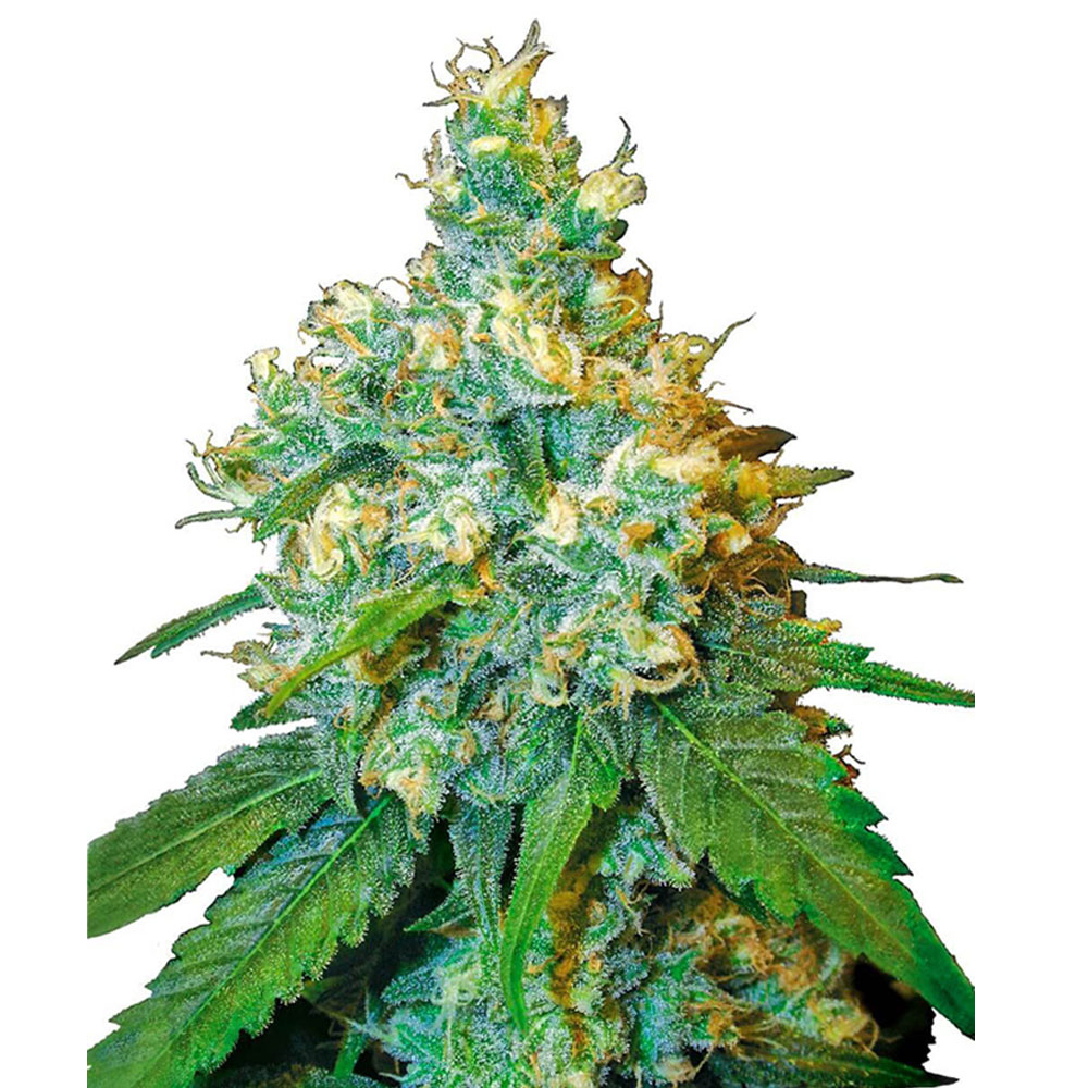 Φωτογραφία προϊόντος: Jack Herer Feminized (3 seeds) Cannabis Cup Winner - Sensi Seeds
