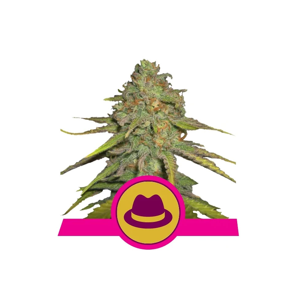 Φωτογραφία προϊόντος: O.G Kush 1/3 Seeds Fem - RQS (Royal Qeen Seeds)