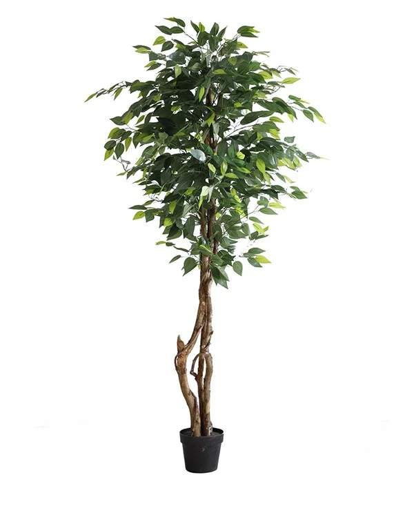 Φωτογραφία προϊόντος: FICUS TREE NP5209_180 ΥΨΟΣ 180cm NewPlan