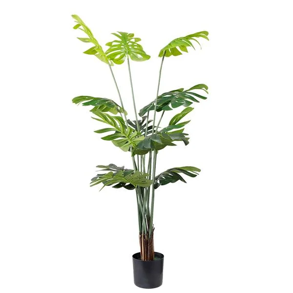 Φωτογραφία προϊόντος: MONSTERA NP6314_155_22 ΥΨΟΣ 155cm NewPlan