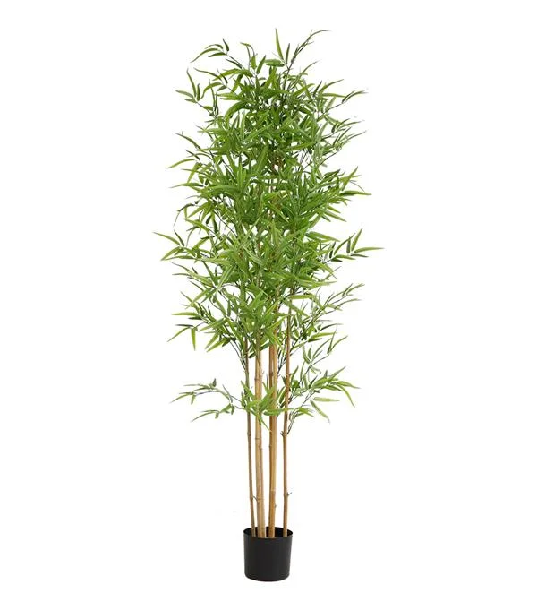 Φωτογραφία προϊόντος: BAMBOO NP6321_180_22 ΥΨΟΣ 180cm NewPlan