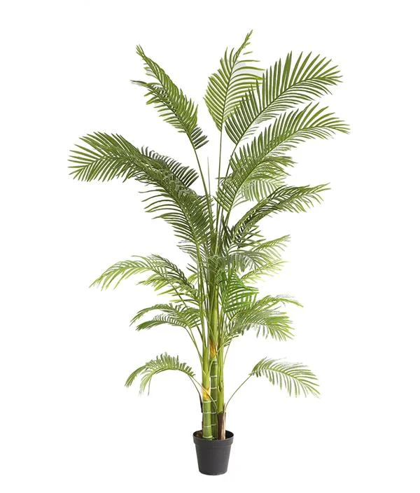 Φωτογραφία προϊόντος: PALM TREE NP5500_240_22 ΥΨΟΣ 240cm NewPlan