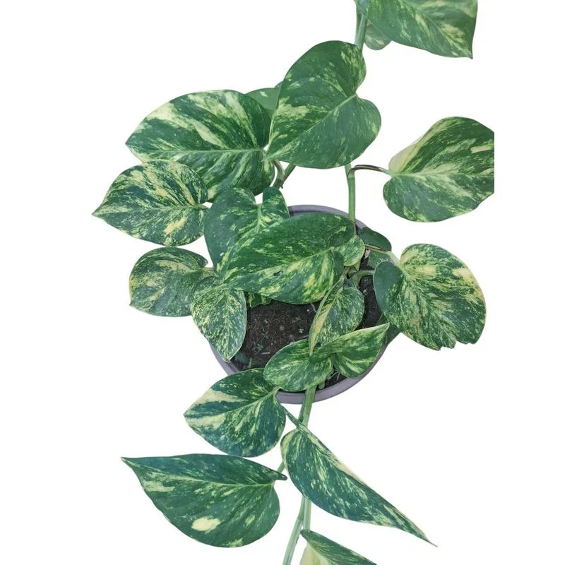 Φωτογραφία προϊόντος: OEM ΠΟΘΟΣ Epipremnum aureum