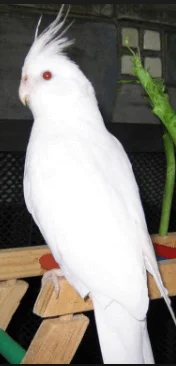 Φωτογραφία προϊόντος: Κοκατίλ albino Ζώα