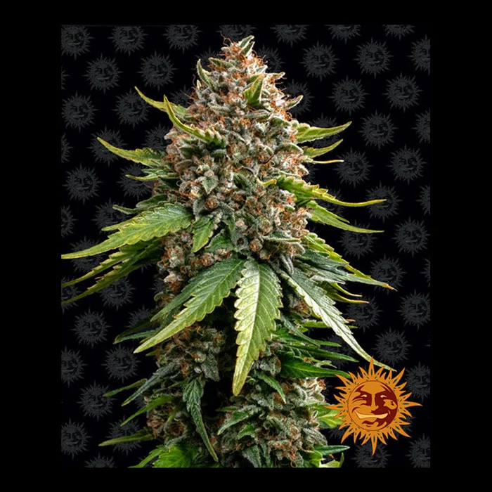 Φωτογραφία προϊόντος: White Widow XXL Αυτόματοι Σπόροι – Barney’s Farm