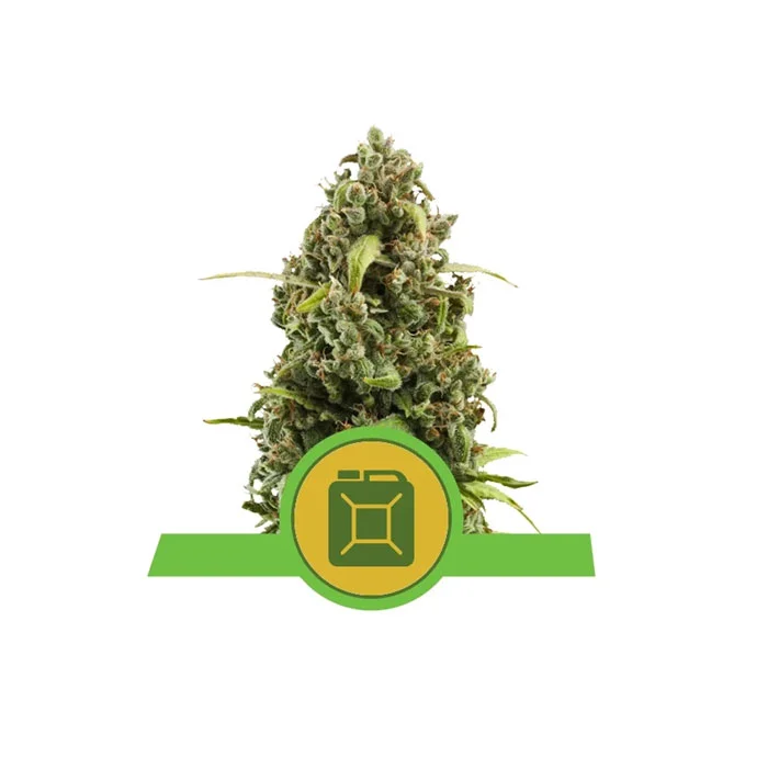 Φωτογραφία προϊόντος: DIESEL 1/3 SEEDS AUTOMATIC – RQS (Royal Qeen Seeds)