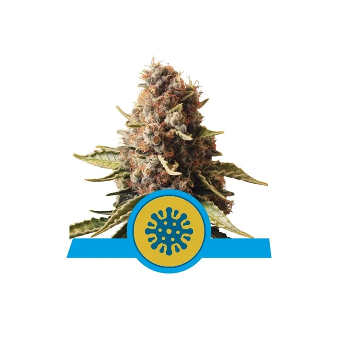 Φωτογραφία προϊόντος: EUPHORIA CBD 1/3 SEEDS AUTOMATIC – RQS