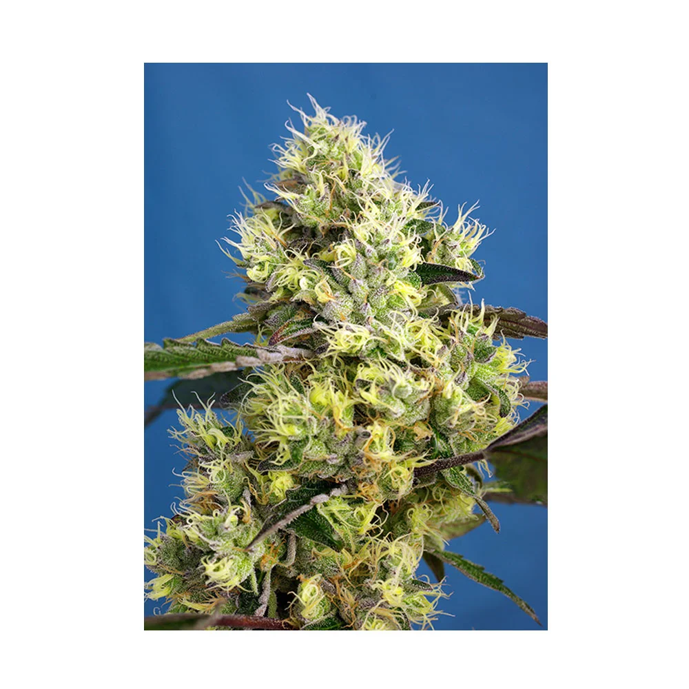 Φωτογραφία προϊόντος: Sweet Gelato Auto 3+1 Seeds (Sweet Seeds)