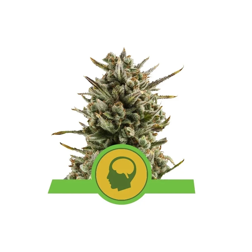 Φωτογραφία προϊόντος: Amnezia Haze 1/3 Seeds Automatic - RQS