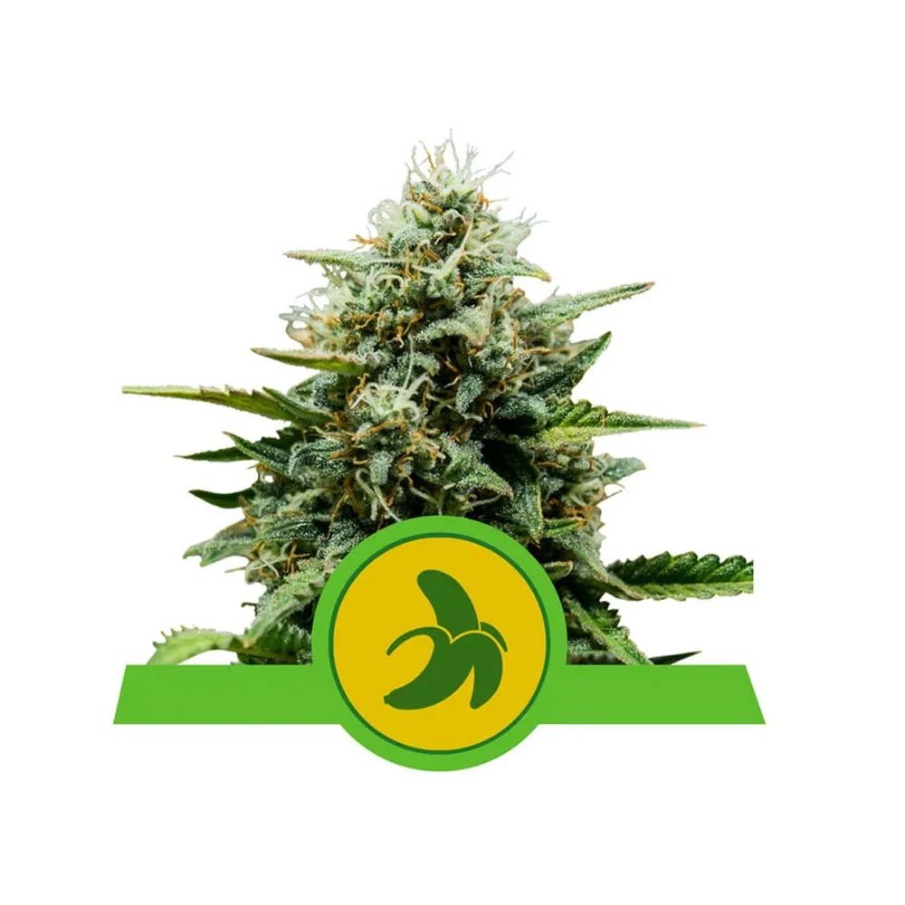 Φωτογραφία προϊόντος: FAT BANANA 1/3 SEEDS Automatic – Royal Qeen Seeds (RQS)