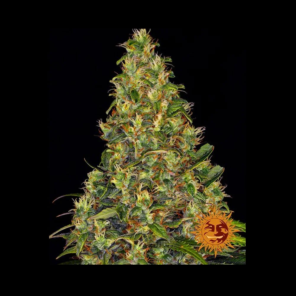 Φωτογραφία προϊόντος: AMNESIA HAZE ΑΥΤΟΜΑΤΟΙ ΣΠΟΡΟΙ – Barney’s Farm