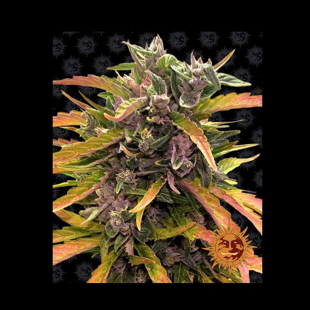 Φωτογραφία προϊόντος: GORILLA GLUE ΑΥΤΟΜΑΤΟΙ ΣΠΟΡΟΙ – Barney’s Farm