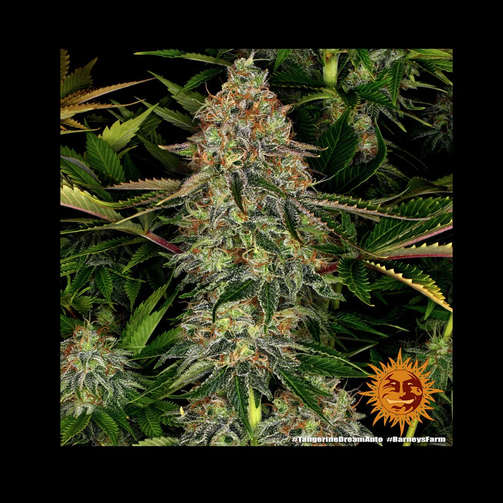 Φωτογραφία προϊόντος: Tangerine Dream Αυτόματοι Σπόροι – Barney’s Farm