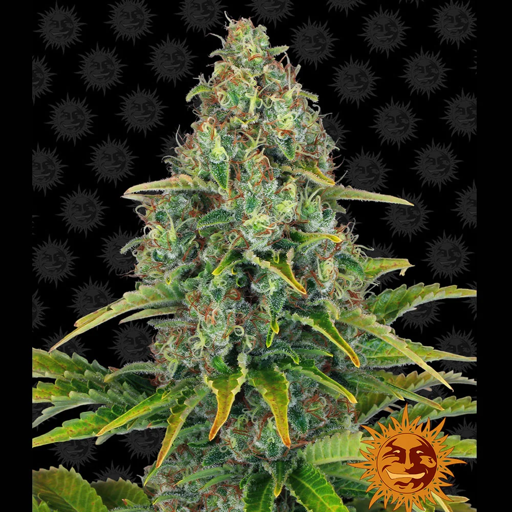 Φωτογραφία προϊόντος: Blue Cheese Αυτόματοι Σπόροι – Barney’s Farm