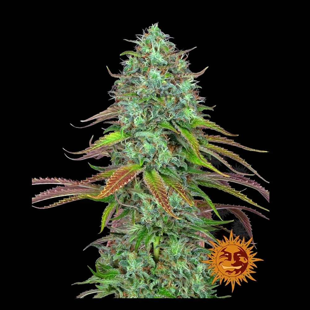 Φωτογραφία προϊόντος: LSD Αυτόματοι Σπόροι – Barney’s Farm