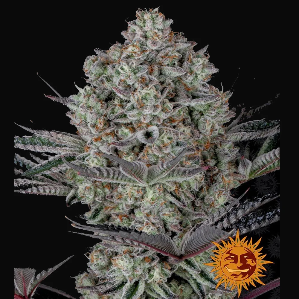 Φωτογραφία προϊόντος: Dos Si Dos 33 Θηλυκοποιημένοι Σπόροι – Barney’s Farm