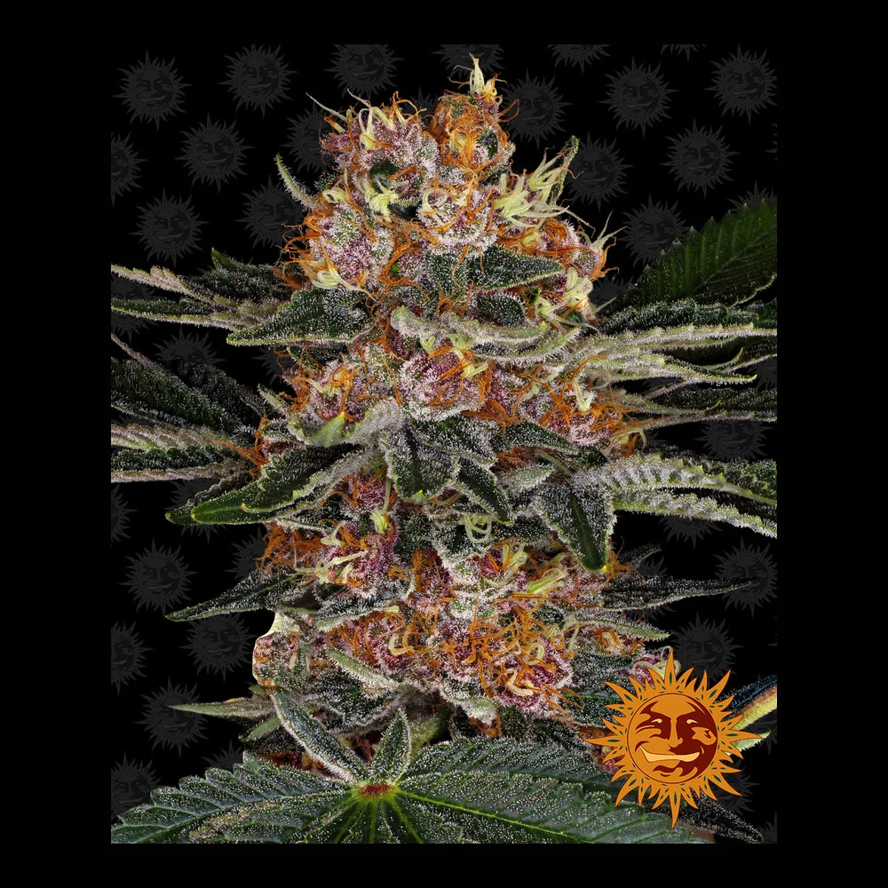 Φωτογραφία προϊόντος: Purple Punch Αυτόματοι Σπόροι – Barney’s Farm