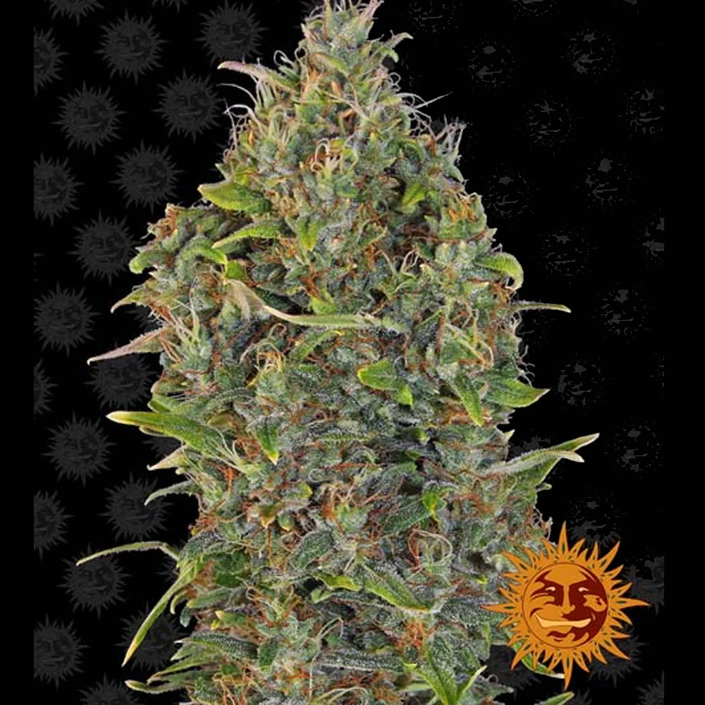Φωτογραφία προϊόντος: Critical Kush Αυτόματοι Σπόροι – Barney’s Farm