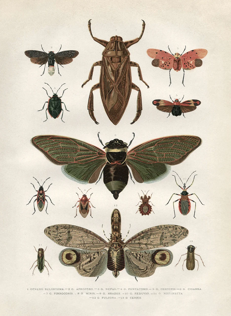Φωτογραφία προϊόντος: Πίνακας σε καμβά Vintage Butterflies