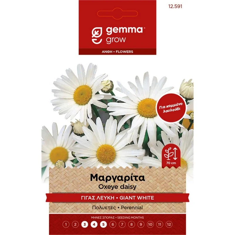 Φωτογραφία προϊόντος: GEMMA ΣΠΟΡΟΙ Μαργαρίτα Γίγας Λευκή