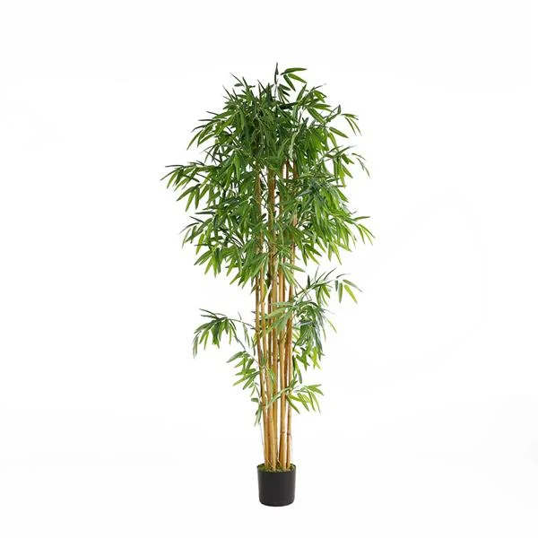 Φωτογραφία προϊόντος: BAMBOO NP0076_210 ΥΨΟΣ 210cm NewPlan