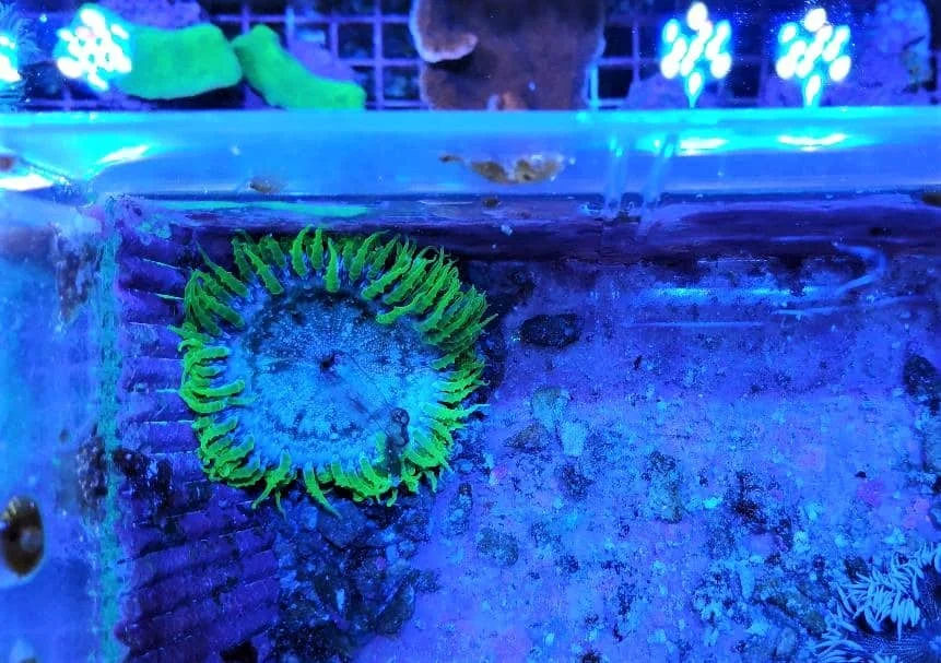 Φωτογραφία προϊόντος: Rock flower anemone Green
