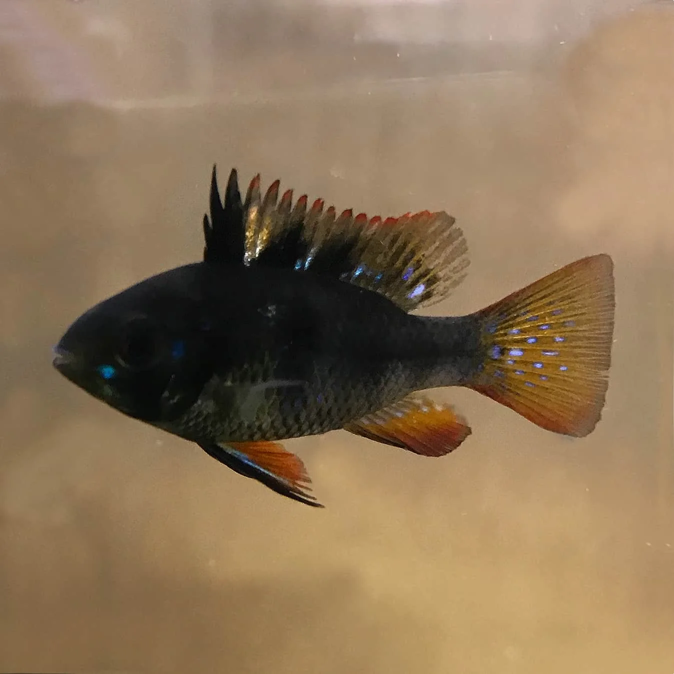 Φωτογραφία προϊόντος: Microgeophagus Ramirezi Black