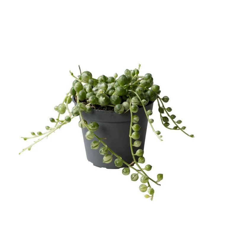 Φωτογραφία προϊόντος: OEM Senecio Variegata
