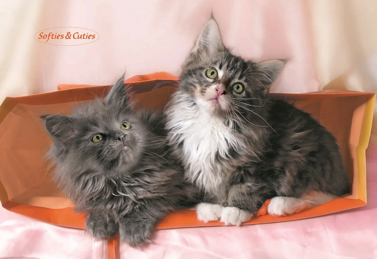 Φωτογραφία προϊόντος: OEM Poster Softies +amp; Cuties 2 Cats 99 X 68εκ