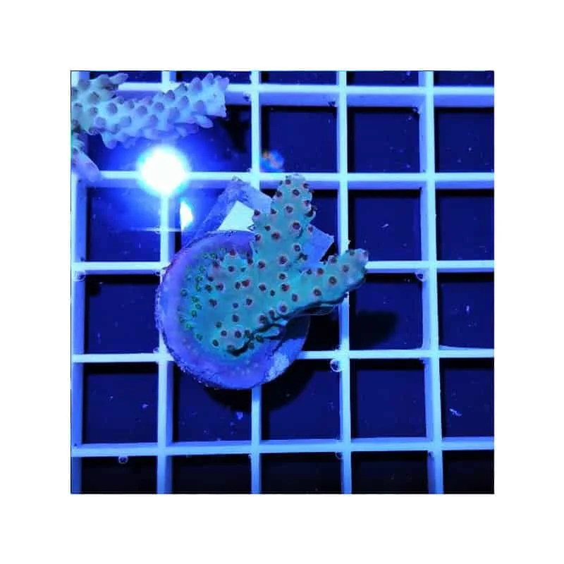 Φωτογραφία προϊόντος: Acropora c47