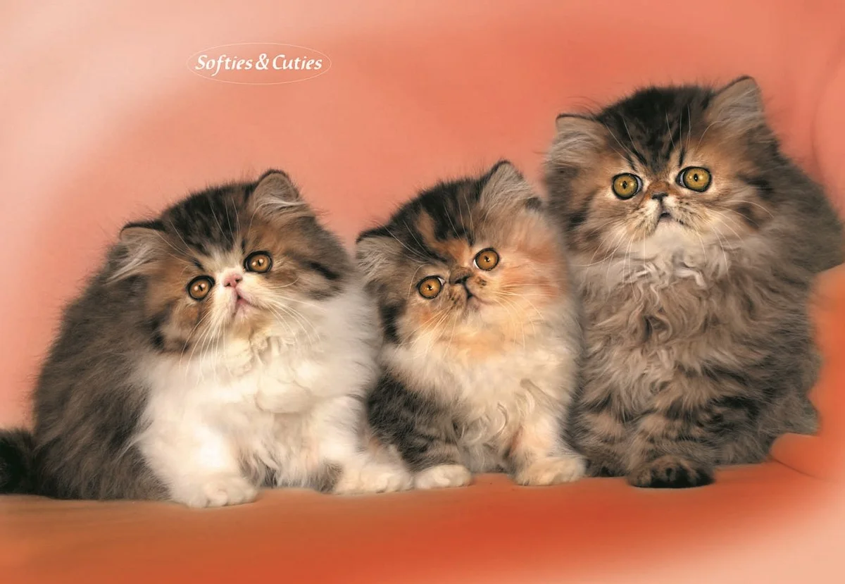 Φωτογραφία προϊόντος: OEM Poster Softies +amp; Cuties 3 Cats 68 X 99εκ