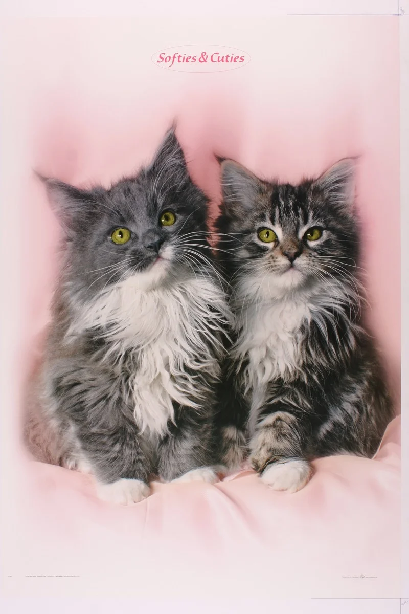Φωτογραφία προϊόντος: OEM Poster Softies +amp; Cuties Cats 68 X 99εκ