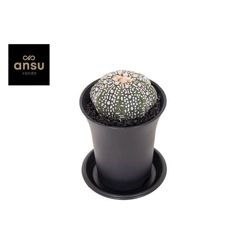Φωτογραφία προϊόντος: CACTUS Astrophytum Asterias