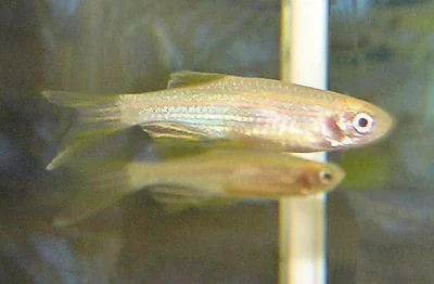 Φωτογραφία προϊόντος: Zebra Danio Yellow Long Fin