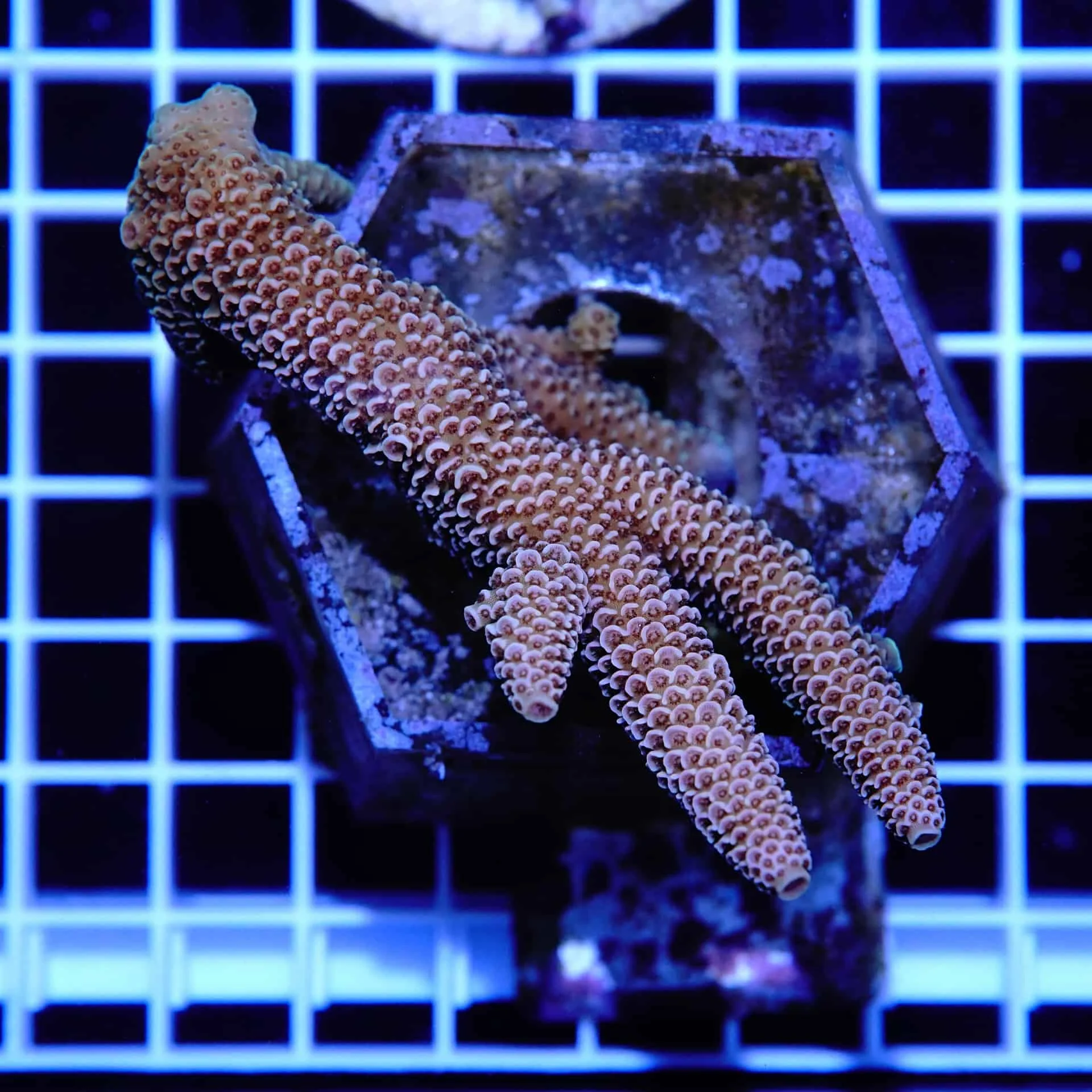 Φωτογραφία προϊόντος: Acropora Spathulata A1