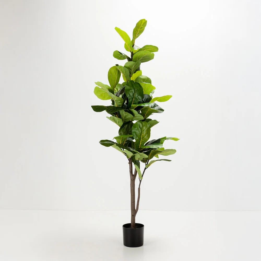 Φωτογραφία προϊόντος: FICUS PANDURATA ΔΕΝΤΡΟ ΤΕΧΝΗΤΟ ΣΕ ΓΛΑΣΤΡΑ 180cm ΥΦΑΣΜΑ ΠΡΑΣΙΝΟ PVC