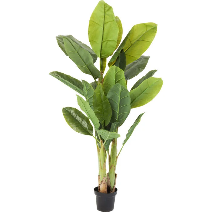 Φωτογραφία προϊόντος: KARE Φυτό Banana Tree 180 εκ. - Πράσινο - 40Μx21Πx180Υ