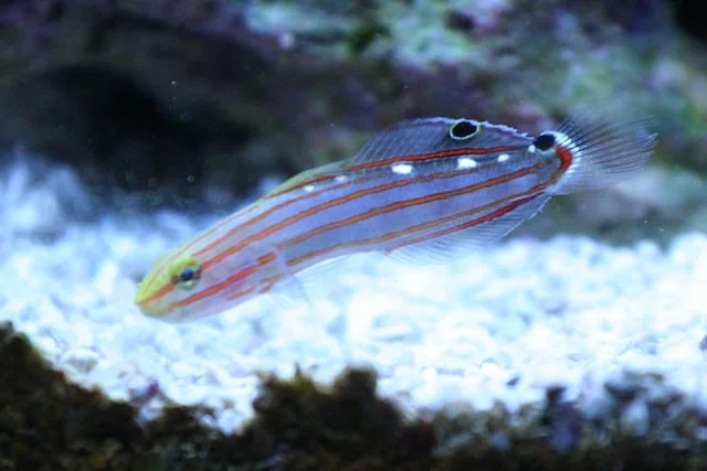 Φωτογραφία προϊόντος: Amblygobius rainfordi