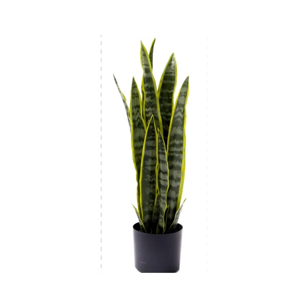 Φωτογραφία προϊόντος: Plastona Sanseveria σε κασπώ Φ16Η68cm